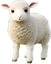 Agneau