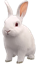 Lapin